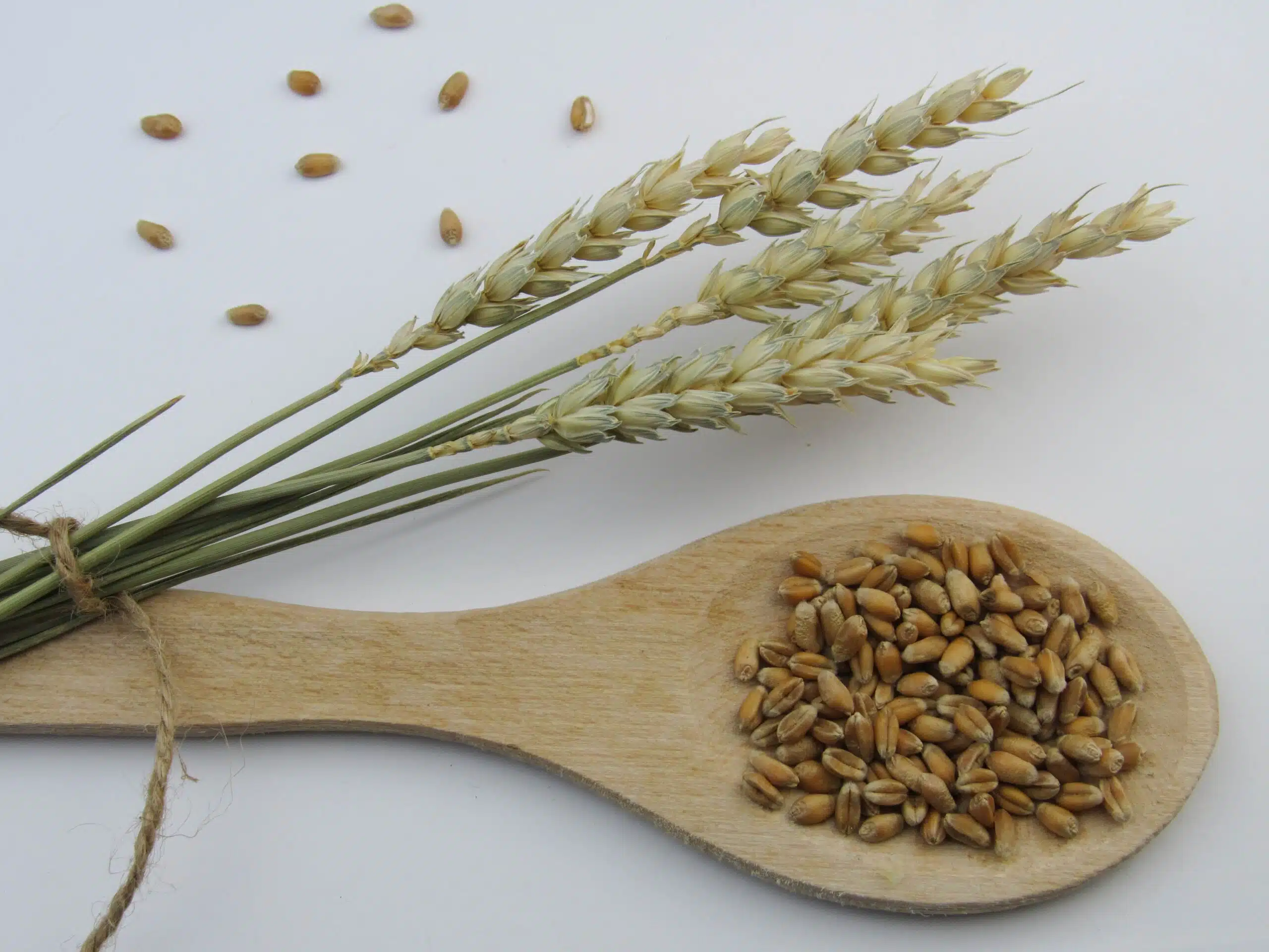 Epeautre et gluten