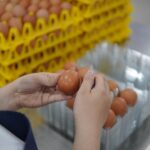 Œufs en coquille ou ovoproduits en pâtisserie : lesquels choisir ?